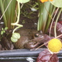 Frog2.jpg