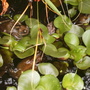 Frog5.jpg
