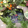 Pond August 2008