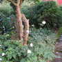 Japanese Anenomes
