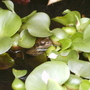Frog1