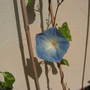 Morning Glory