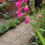 Bee on Penstemon.