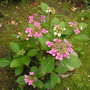 Lace-Cap Hydrangea