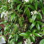 Trachelospermum Jasminoides