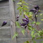 Clematis 