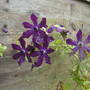 Clematis