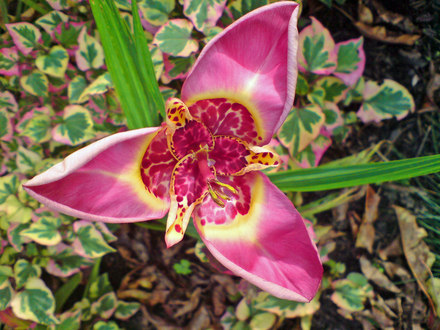 tiger flower  (tigridia canariensis)