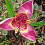 tiger flower  (tigridia canariensis)