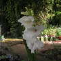 Gladiolus