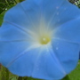 morning glory