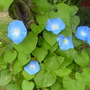 flowering away like mad
