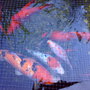 Hungry fish
