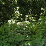 Japanese Anenomes
