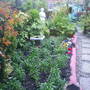 wallflower plants 