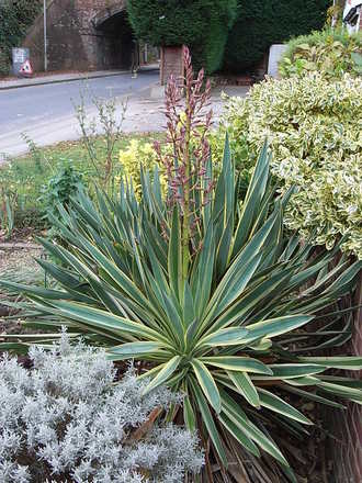 Yucca gloriosa 'Variegata' - 1 (Yucca gloriosa 'Variegata')