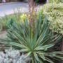 Yucca_gloriosa__variegata_