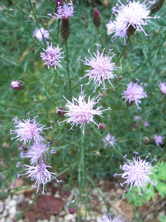 Centaurea simplicicaulis (Centaurea simplicicaulis)