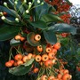 Pyracantha_in_flower_and_berries