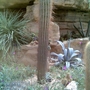 Cactus_at_wisley