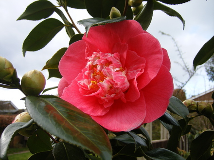 A garden flower photo