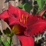 Day Lily (Hemerocallis 'Chicago Apache')