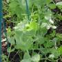 My first peas - Meteor (Peas)