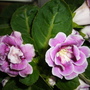 Picture_653