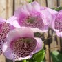 Foxglove