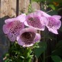 Foxglove with visitor