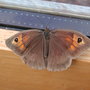 Meadow_brown_butterfly