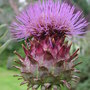 Cynara__cardoon_