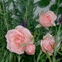 Pink Miniature Rose (nee Cream !) (Rosa)