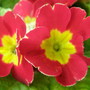 primula