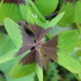 A garden flower photo