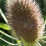 teasel