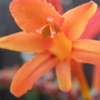 crocosmia