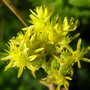 sedum