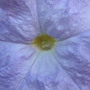 petunia