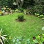 Finished front garden (Buxus sempervirens (Common box))