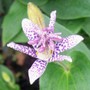 Tricyrtis hirta
