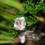 Prostanthera_flower