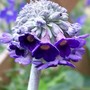 My new Primula (Primula capitata)