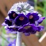 Primula capitata (Primula capitata)