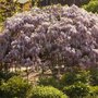 Dads obelisk with Wisteria