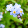 Forget-me-not