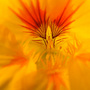 Nasturtium (Tropaeolum majus (Compact Nasturtium))