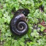 Water snail munching