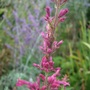 Agastache_rugosa