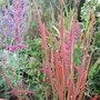 Agastache rugosa